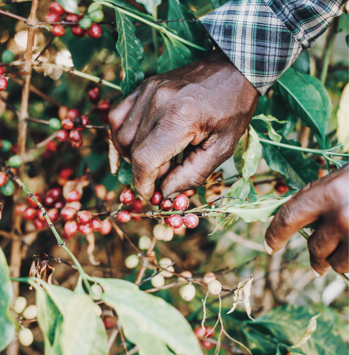 About Jupiter Foods India